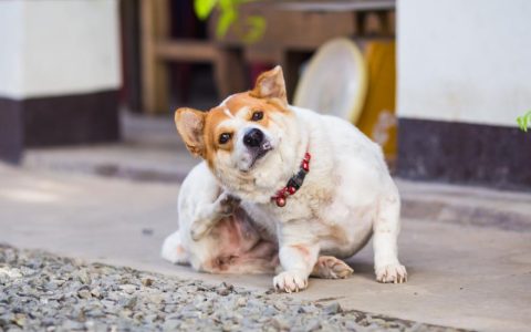 Dandruff in Dogs