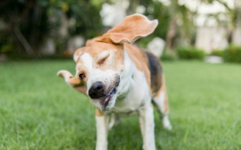 Head Shaking in Dogs: When to Worry