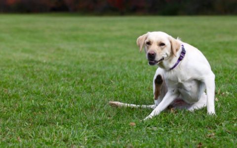 Seasonal Allergies in Dogs