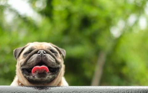 Noisy Breathing in Dogs