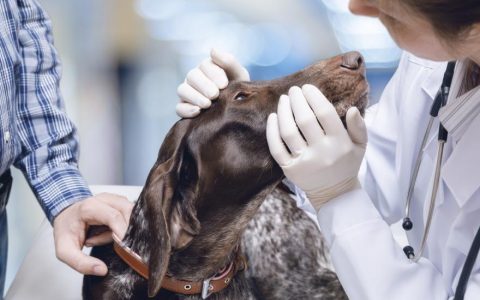 Nasal Polyps In Dogs