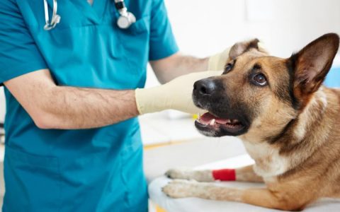 Pulmonary Hypertension in Dogs