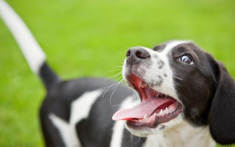 Cryptorchidism in Dogs