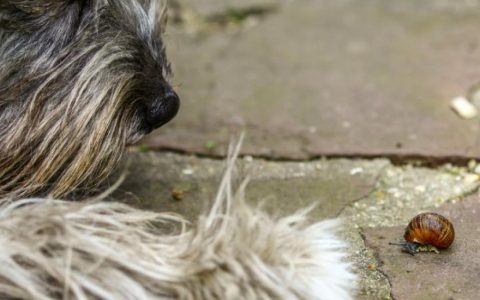 Snail, Slug Bait Poisoning in Dogs