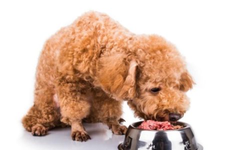 Pork Roundworm Infection in Dogs