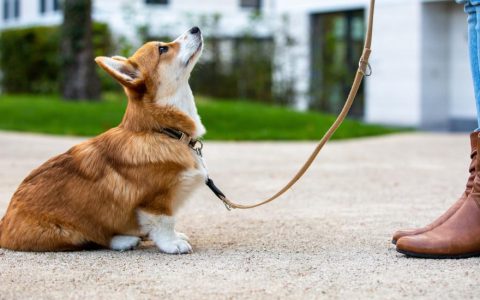 How To Leash Train a Dog