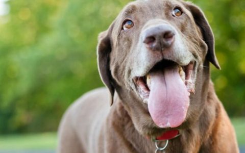 Mouth Cancer (Amelobastoma) in Dogs