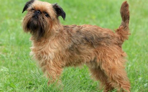 Brussels Griffon