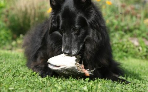 Salmon Poisoning Disease in Dogs