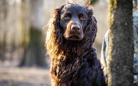 Boykin Spaniel