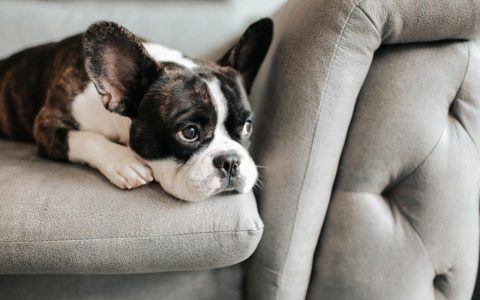 What To Give a Constipated Dog: 5 Remedies for Dog Constipation