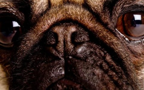 Eye Inflammation (Anterior Uveitis) in Dogs