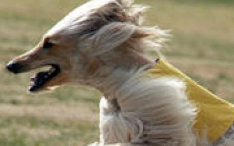 Afghan Hound