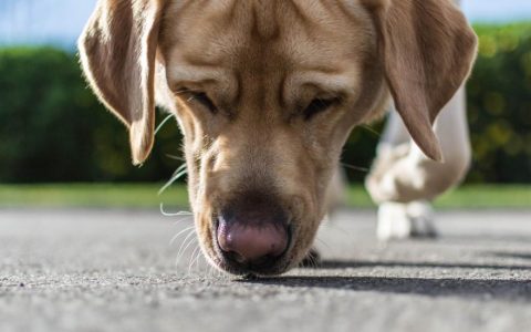 Dog Acne