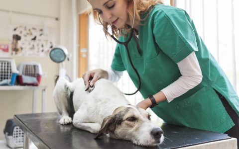 Urinary Tract Blockage in Dogs