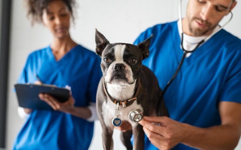 Hemangiosarcoma in Dogs