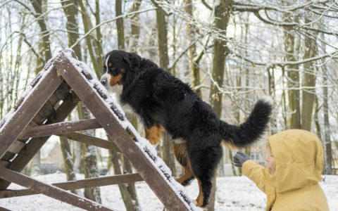 Wobbler Syndrome in Dogs