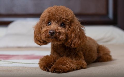 Toy Poodle