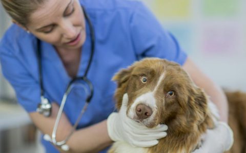 Laryngeal Paralysis in Dogs