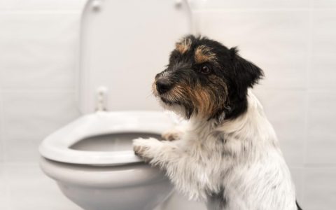 Is Toilet Water Safe for Pets to Drink?