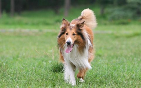 Collie