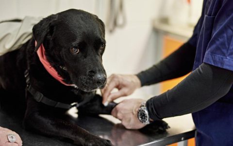 Elbow Dysplasia in Dogs