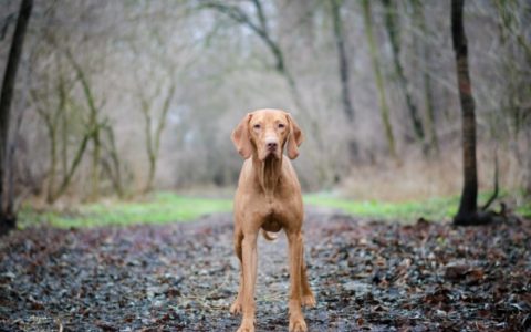 Heart Beat Problems (Fibrillation and Flutter) in Dogs