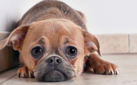 Separation Anxiety in Dogs