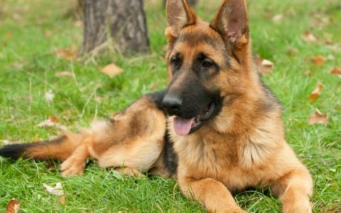 Skin Infections and Loss of Skin Color Disorders in Dogs