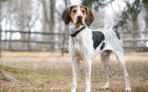 Treeing Walker Coonhound