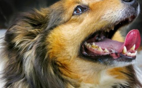 Stained, Discolored Teeth in Dogs