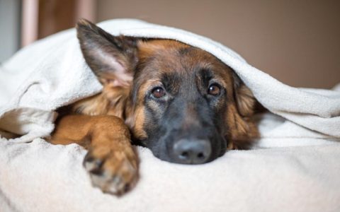 Chronic Renal Failure (CRF) in Dogs