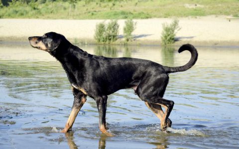 Transylvanian Hound