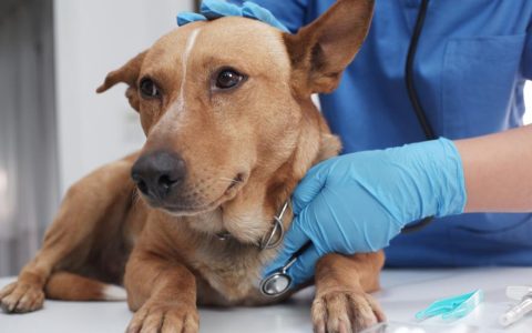 Cholangiohepatitis in Dogs