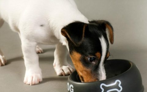 Reduced Activity of the Stomach in Dogs