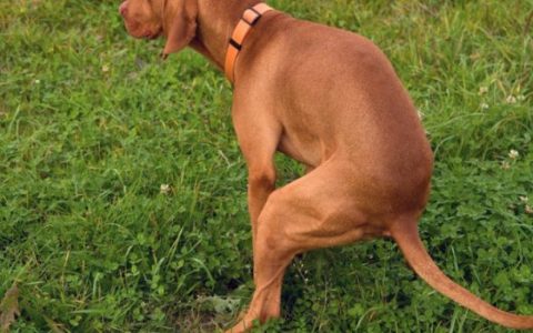 How Often Should Dogs Poop?