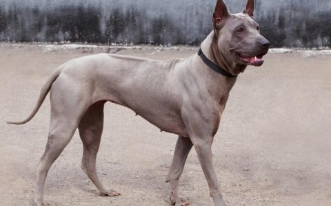 Thai Ridgeback