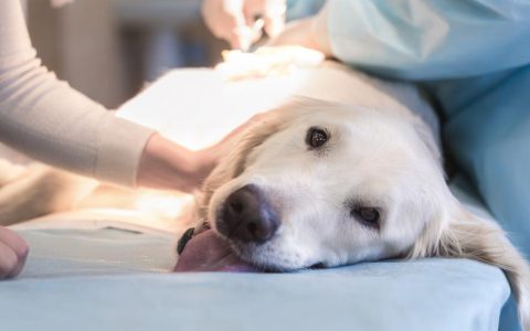 Syncope (Fainting) In Dogs