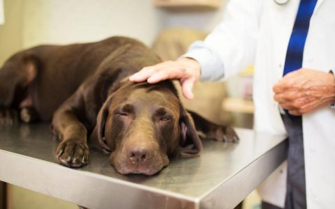 Multiple Myeloma in Dogs