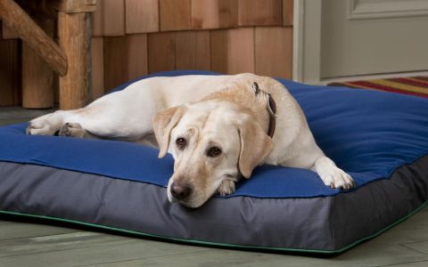 The 10 Best Orthopedic Dog Beds of 2024