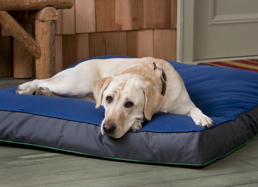 The 10 Best Orthopedic Dog Beds of 2024