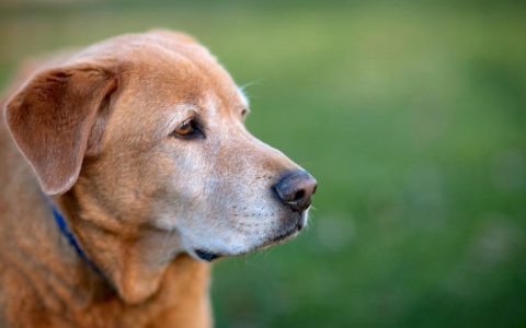 Chronic Kidney Disease (CKD) in Dogs