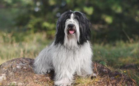 Tibetan Terrier