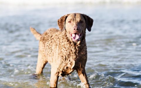 Chesapeake Bay Retriever