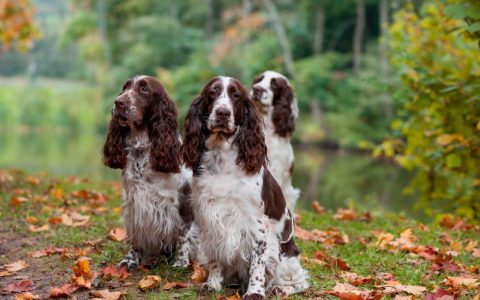 English Springer Spaniel