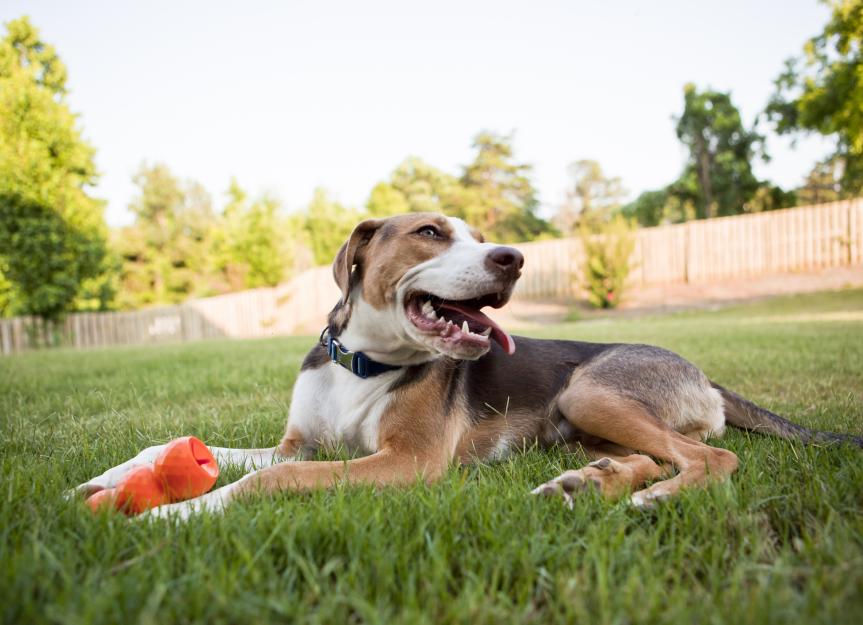 7 Reasons Why Invisible Fences for Dogs Don’t Work