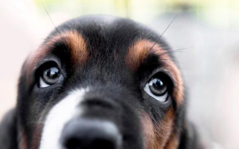 5 Types of Dog Eye Discharge and When To Go to the Vet