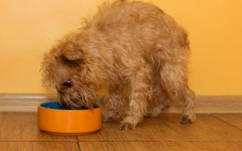 Skin Disease Due to Food Allergies in Dogs