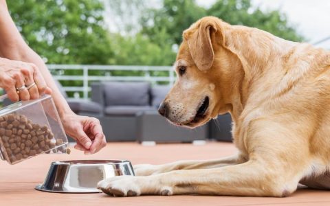 Food Allergies in Dogs