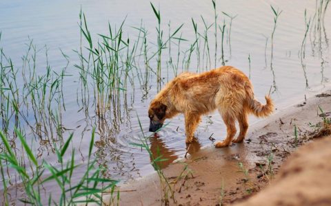 Leptospirosis in Dogs